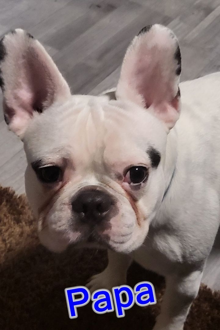 Französische Bulldoggen Welpen