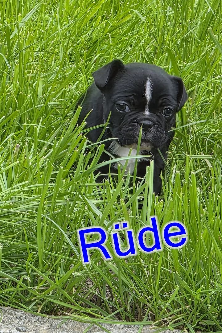 Französische Bulldoggen Welpen