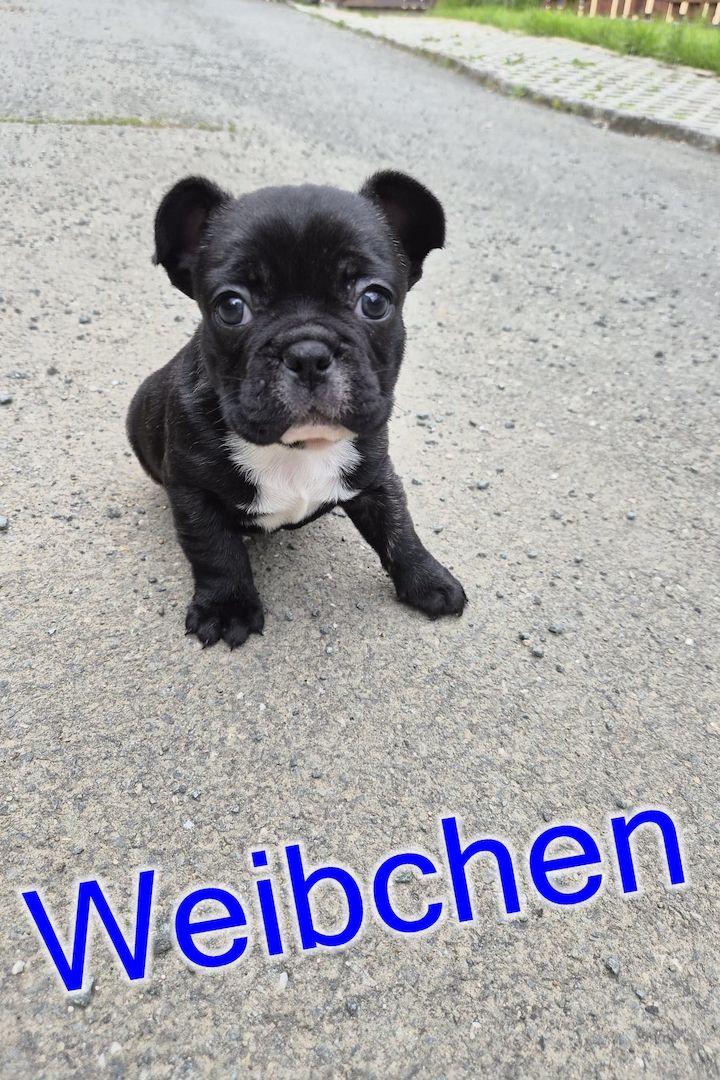 Französische Bulldoggen Welpen