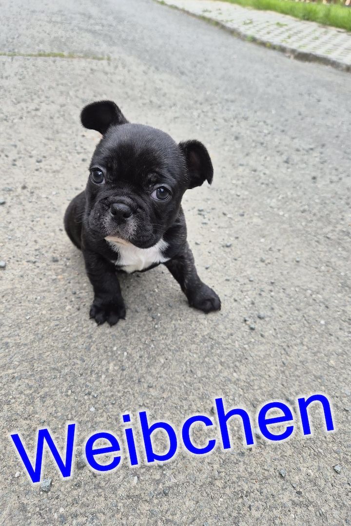 Französische Bulldoggen Welpen
