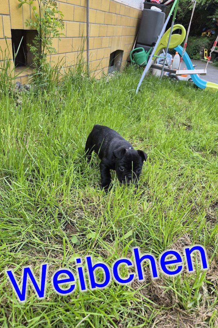 Französische Bulldoggen Welpen