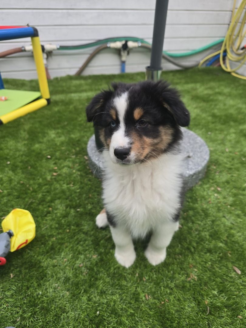 Eine Australian Sheperd Hündin sucht noch Ihr Zuhause