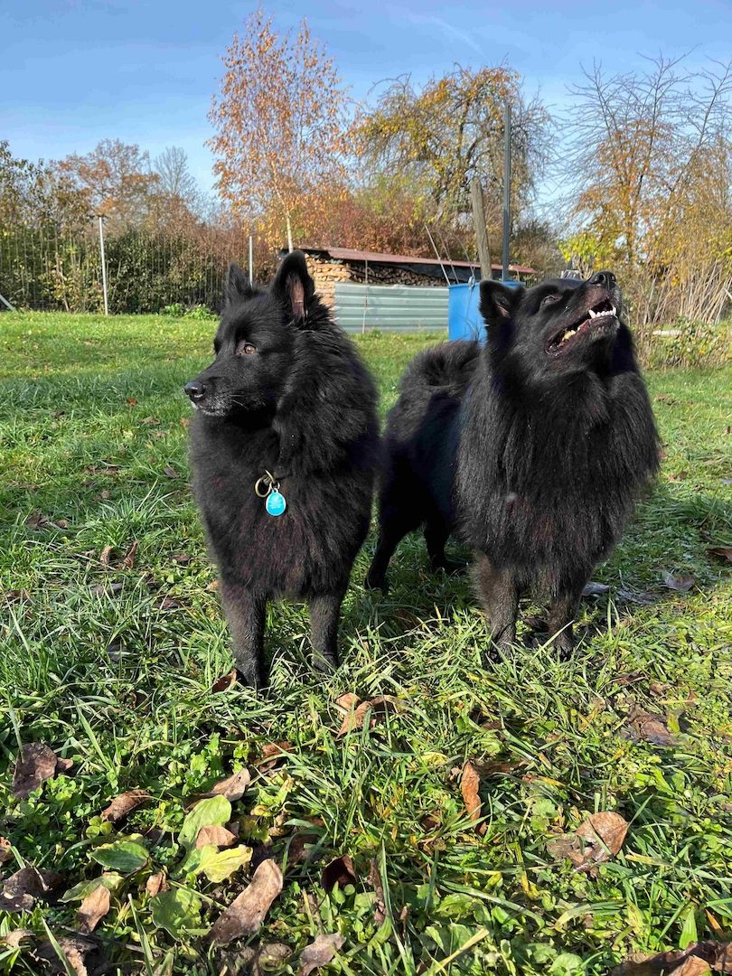 Großspitzwelpe schwarz wbl. abgabebereit