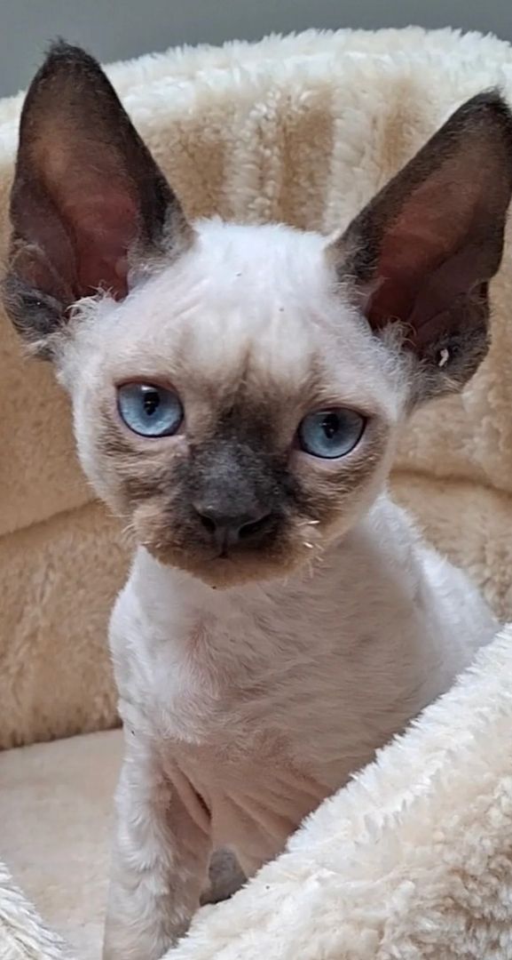 Devon Rex-Kätzchen zu verkaufen
