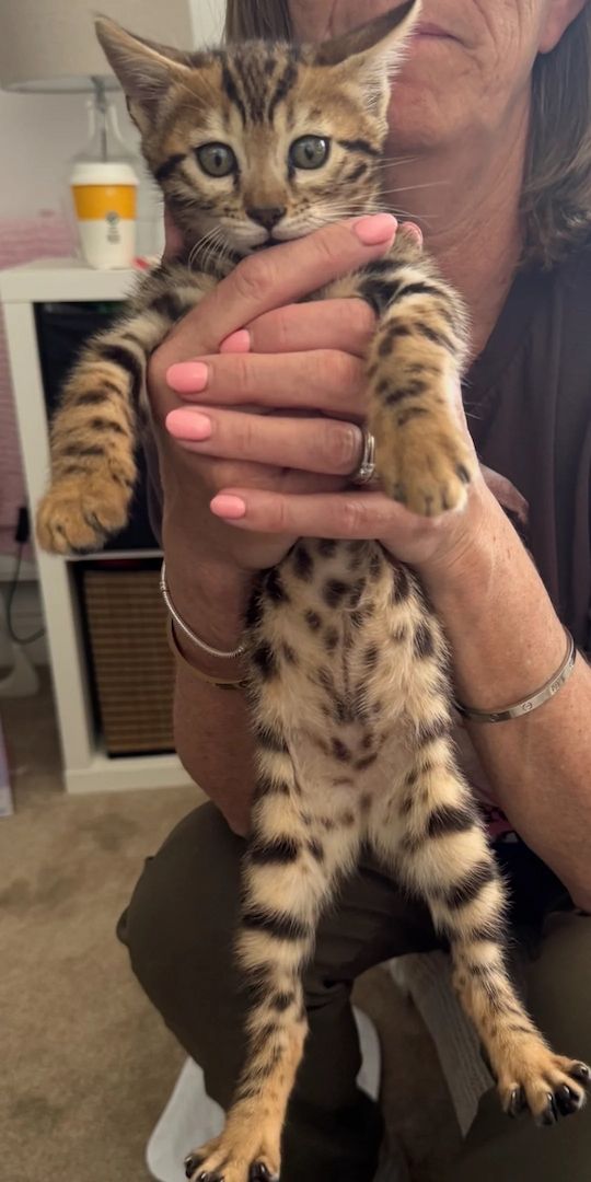 5 Bengal-Kätzchen