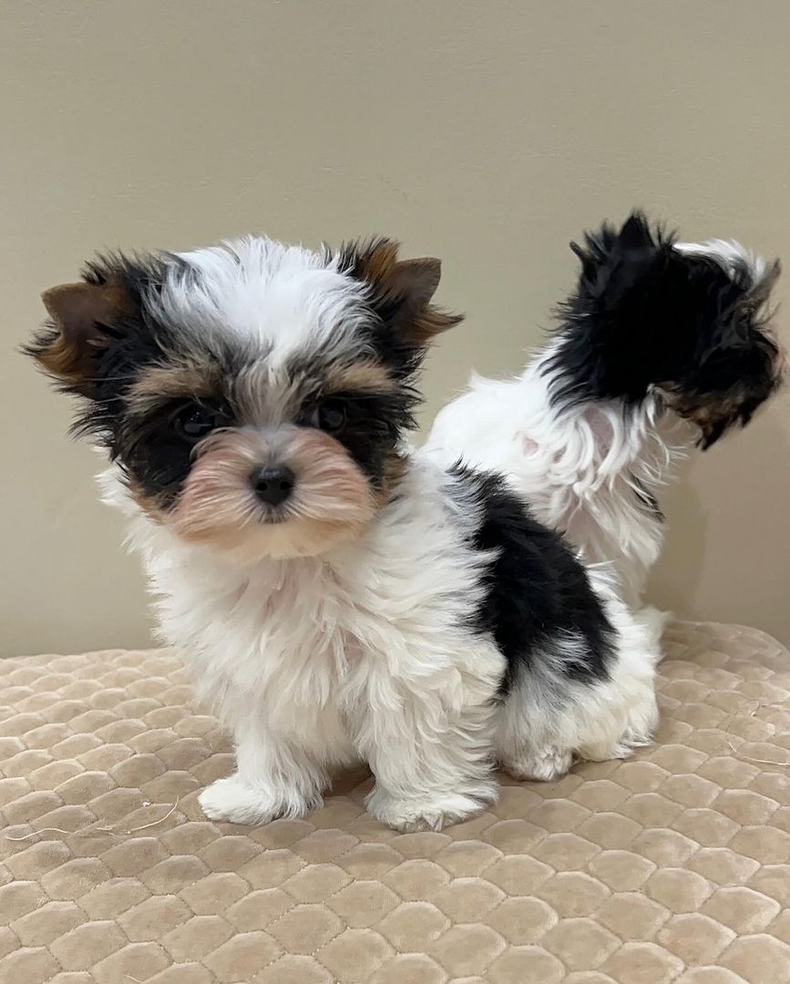 Reinrassige Yorkshire Terrier Biewer Welpen abgabeberei