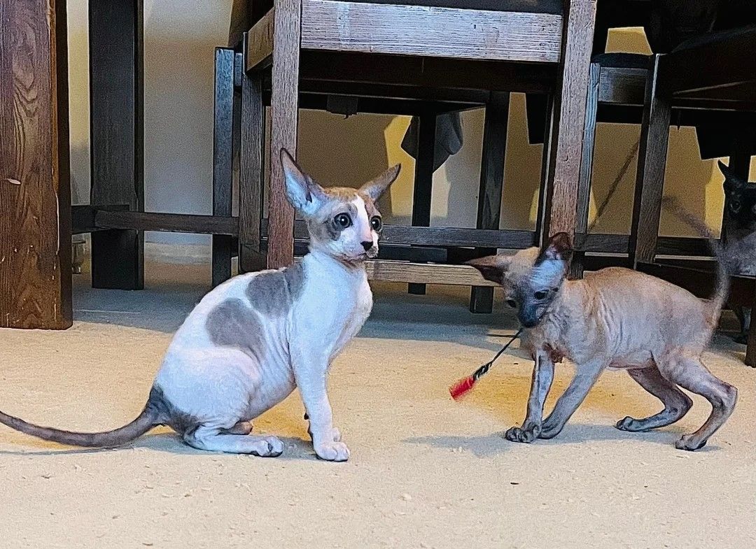 Cornish Rex-Kätzchen