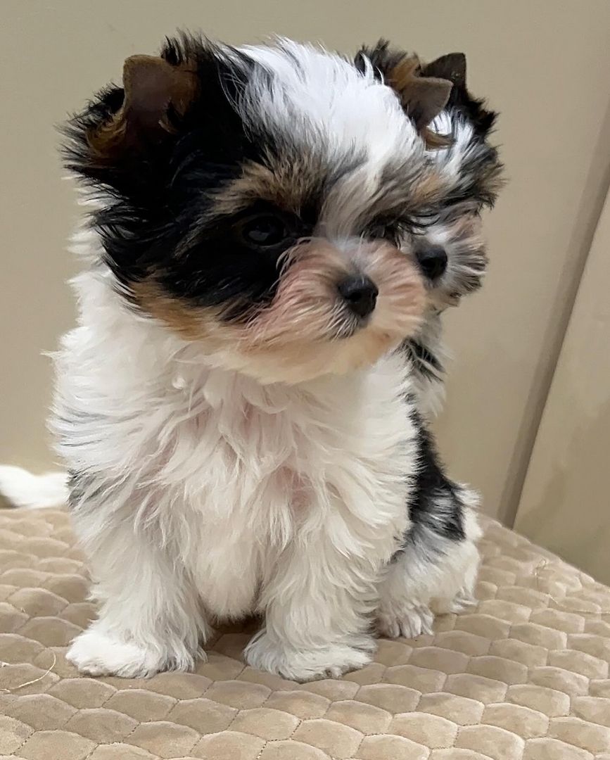 Zauberhafte Yorkshire Terrier Biewer Babys aus Familienaufzucht