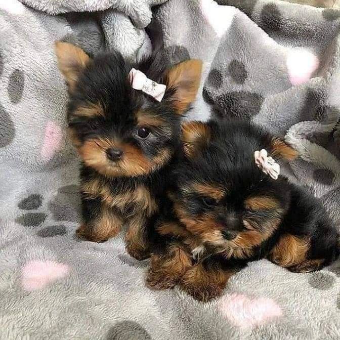 Süße Yorkshire Terrier Welpen abzugeben