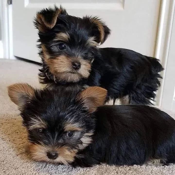 Wunderschöne Yorkshire Terrier Welpen abzugeben