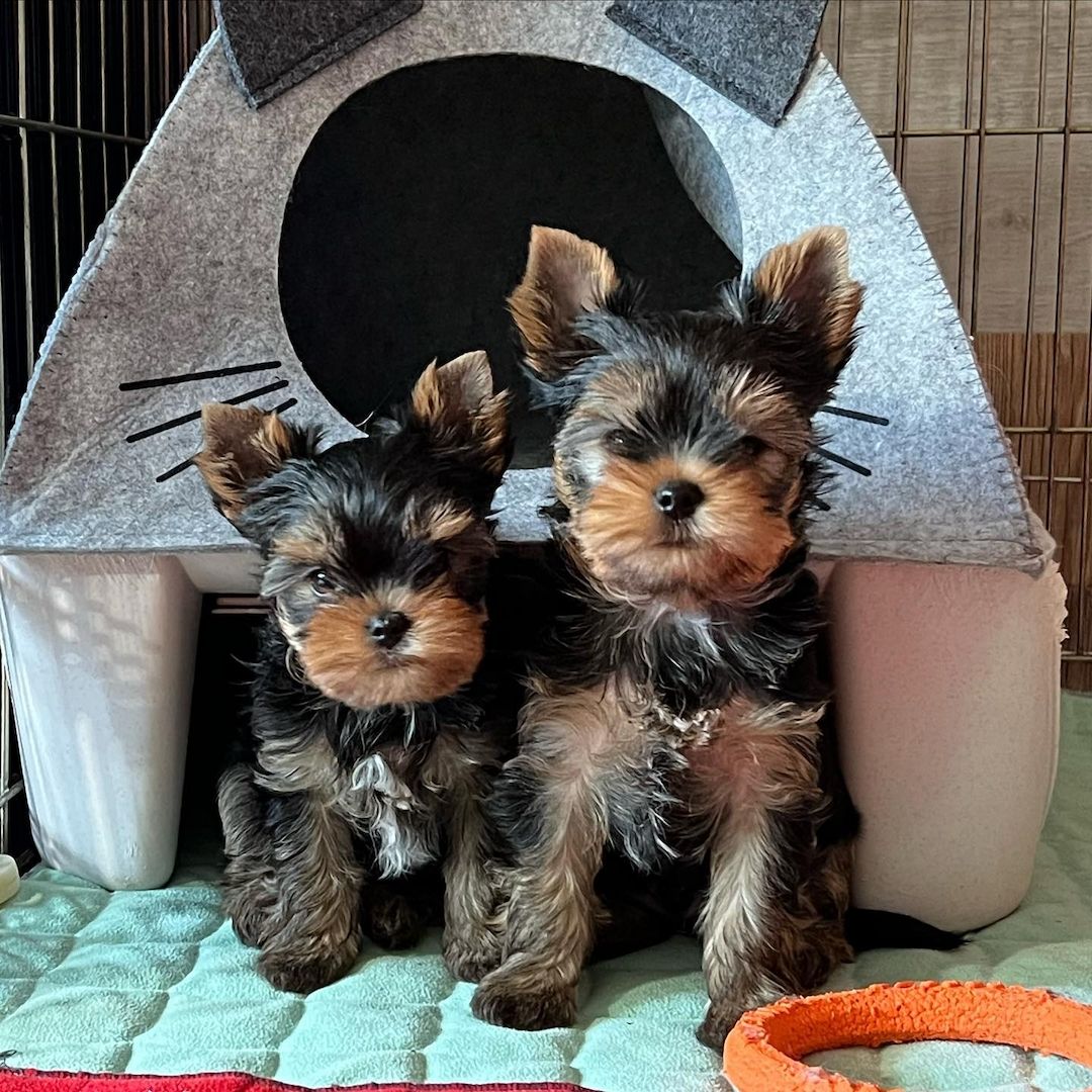 Reinrassige Yorkshire Terrier Welpen suchen neue Familie