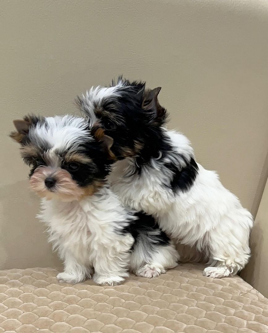 Typvolle Biewer Yorkshire Terrier Welpen mit bester Sozialisierung