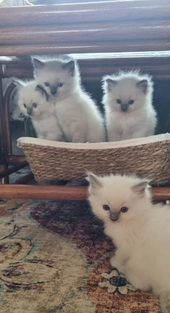 Wunderschöne Ragdoll-Kätzchen