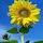 Sonnenblümchen Profilbild
