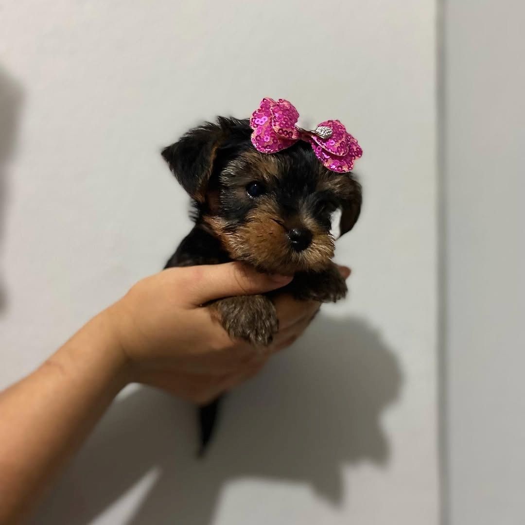 Yorkshire Terrier