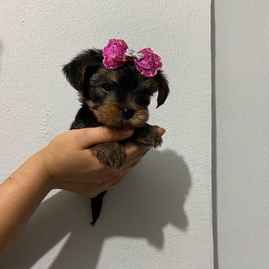 Yorkshire Terrier