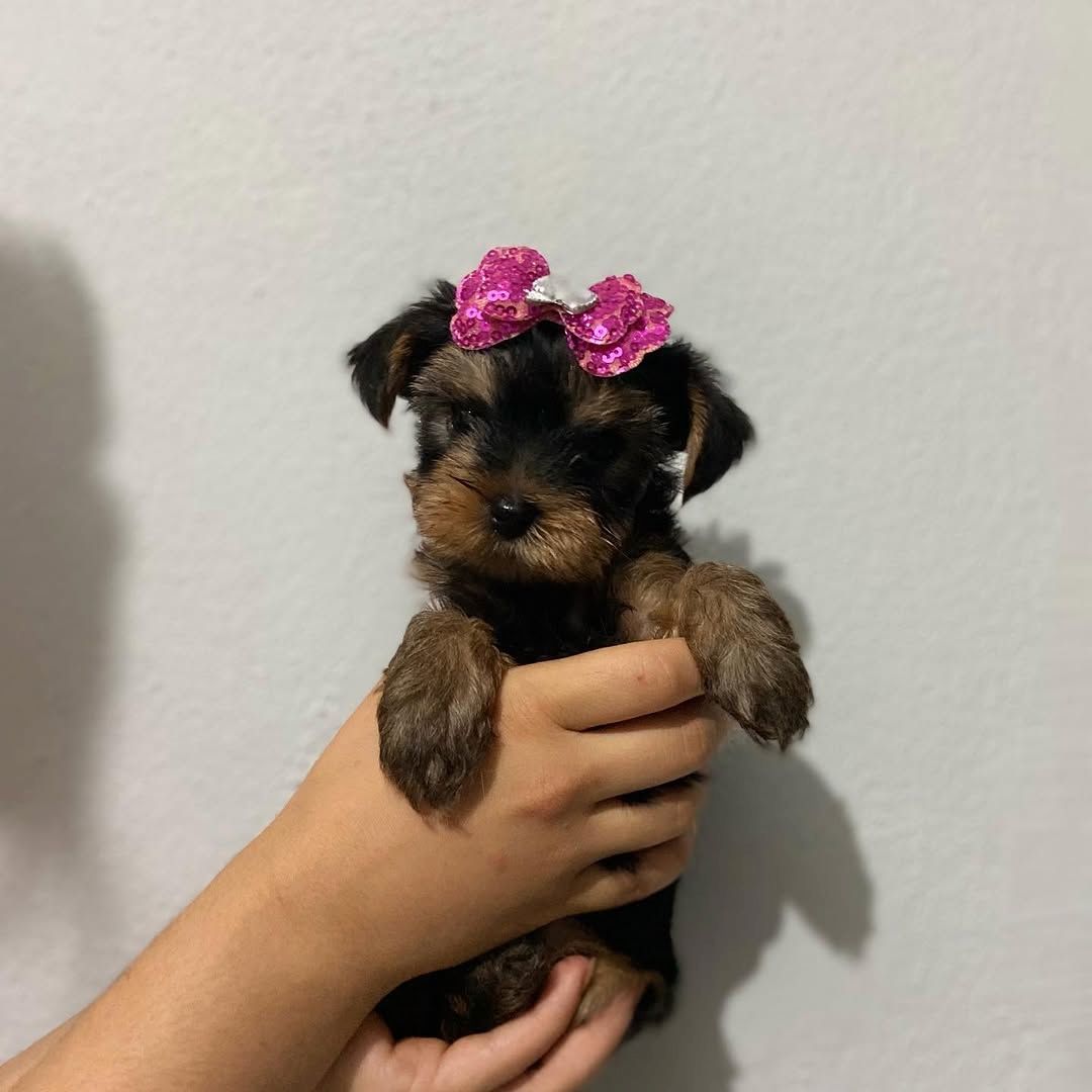 Yorkshire Terrier