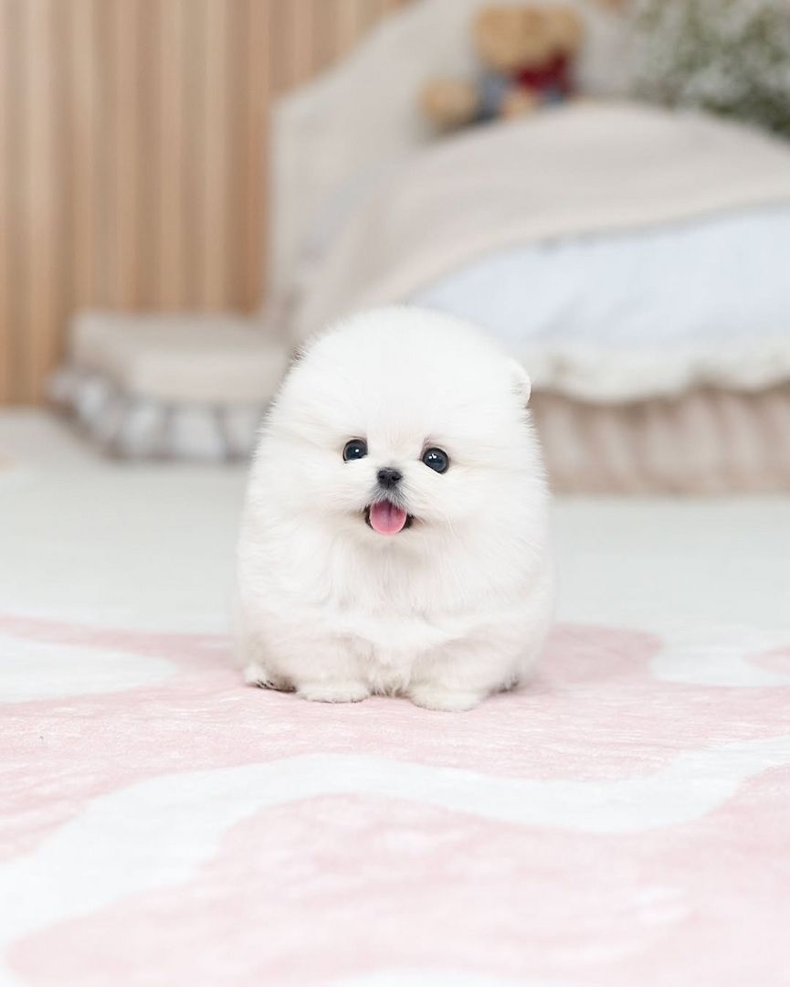 Pomeranian puppy