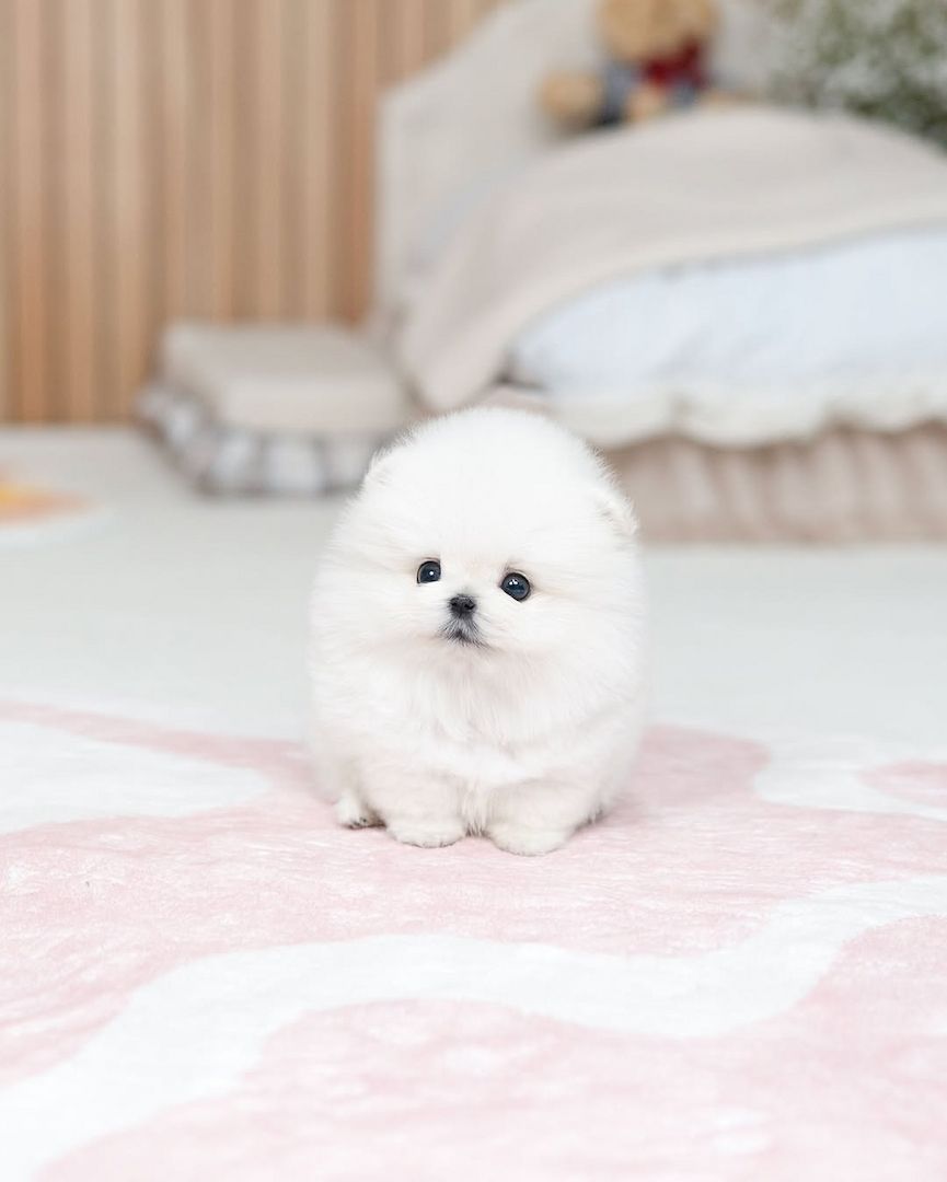 Pomeranian puppy