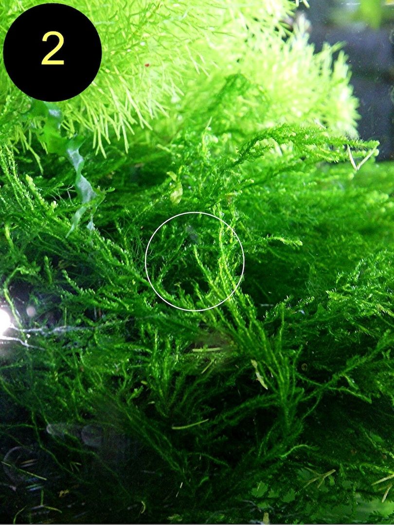 Flammenmoos, Spikymoos, Sternlebermoos, Aquarienpflanzen