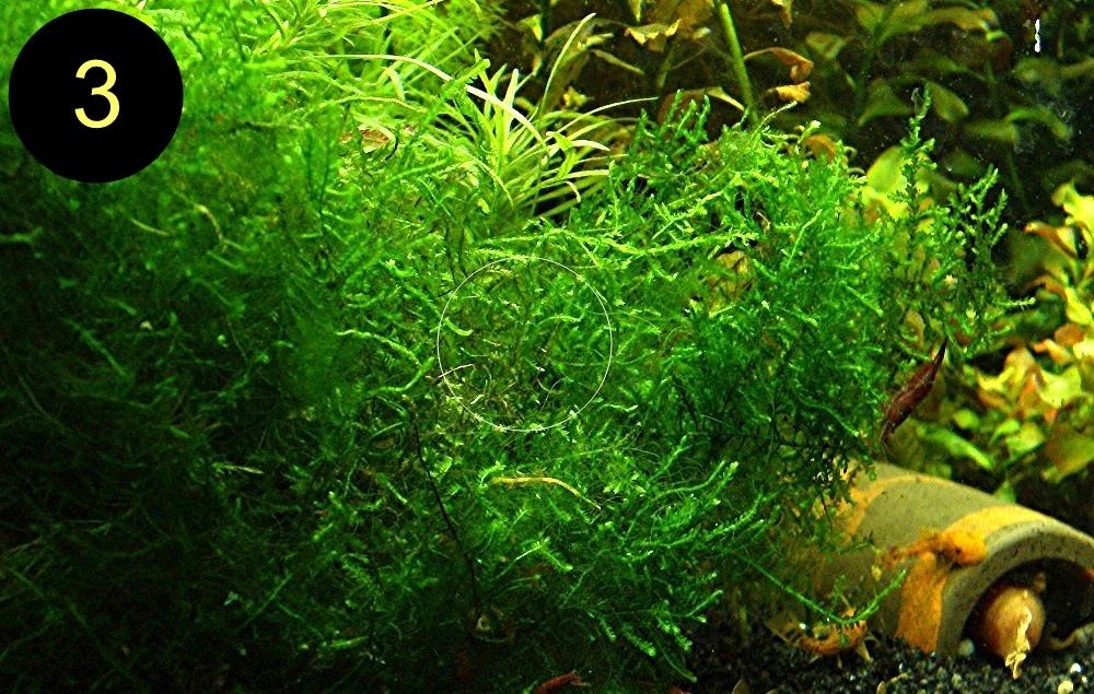 Flammenmoos, Spikymoos, Sternlebermoos, Aquarienpflanzen