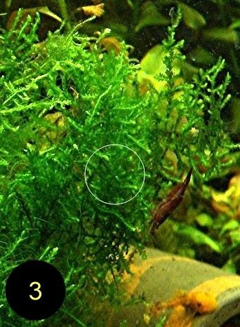 Flammenmoos, Spikymoos, Sternlebermoos, Aquarienpflanzen