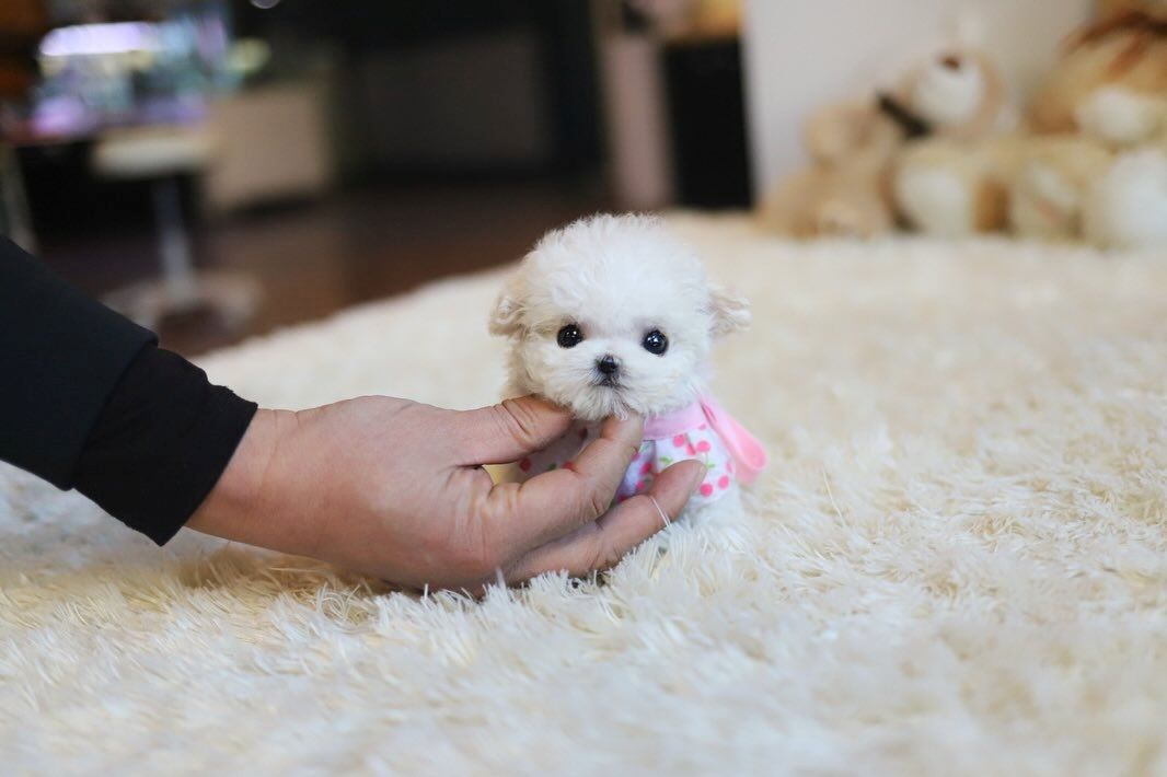 Maltese puppy