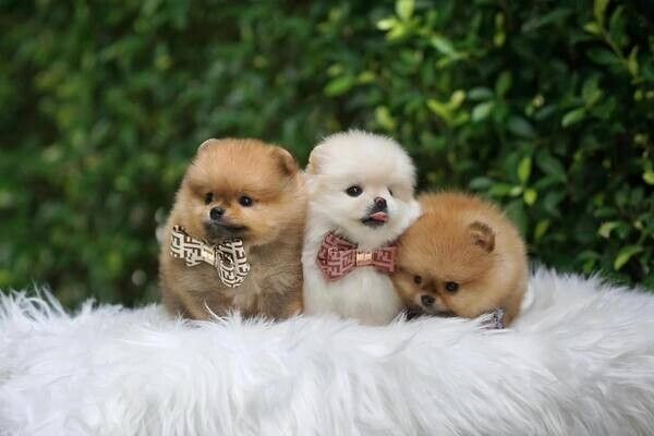 Affordable Pomeranian puppies for sale.
