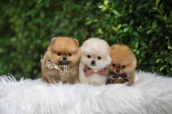 Affordable Pomeranian puppies for sale.