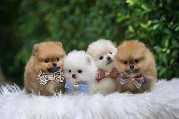 Affordable Pomeranian puppies for sale.