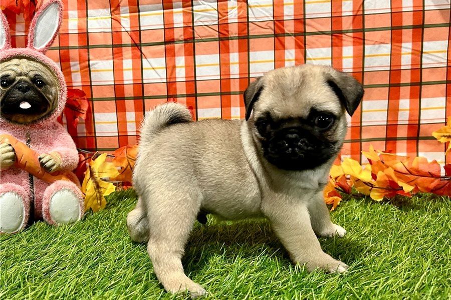 Mops-Welpen zu verkaufen.