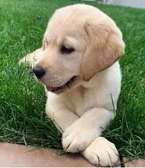Labrador-Welpen zu verkaufen.