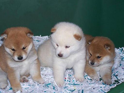 Shiba Inu Welpen suchen ein neues Zuhause.