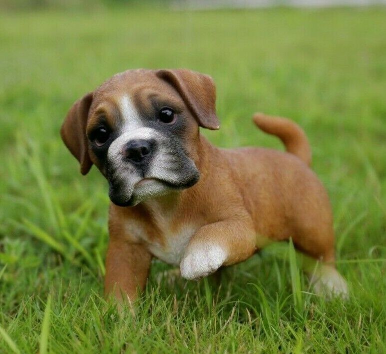Boxer welpen mit den entsprechenden Impfungen sind verfügbar.