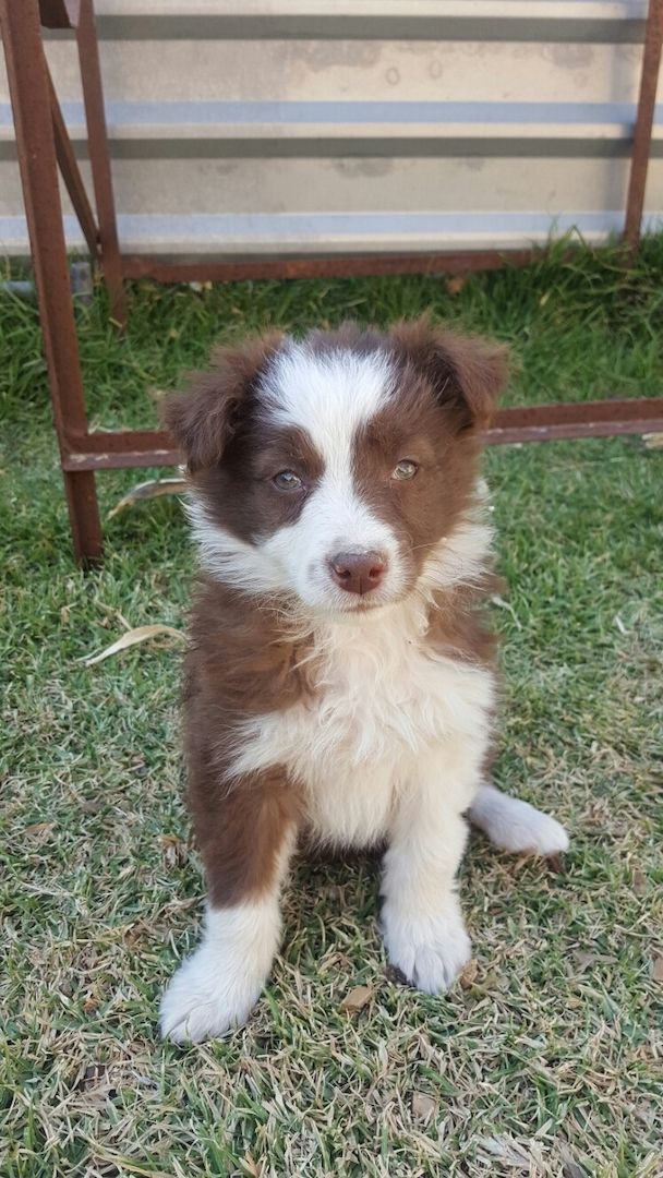 Registrierte Border-Collie-Welpen zu verkaufen.