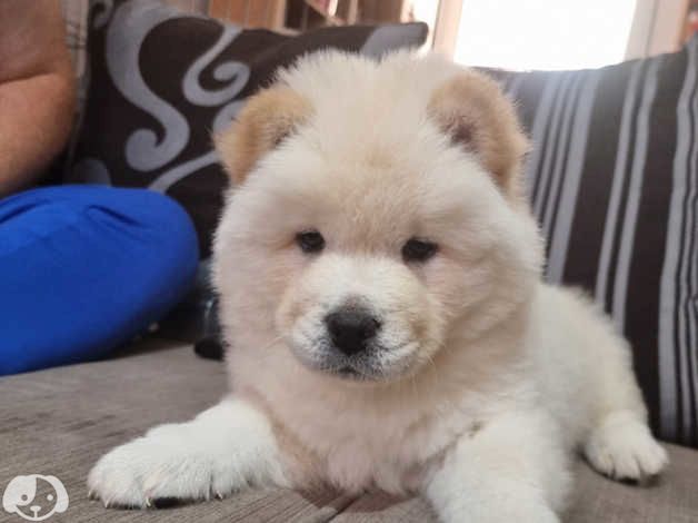 Chow-Chow-Welpen verfügbar.