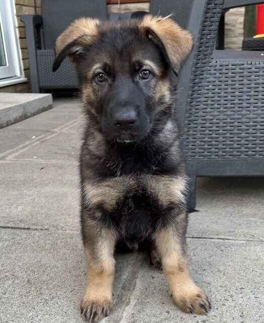 Reinrassige Deutsche Schäferhund-Welpen.
