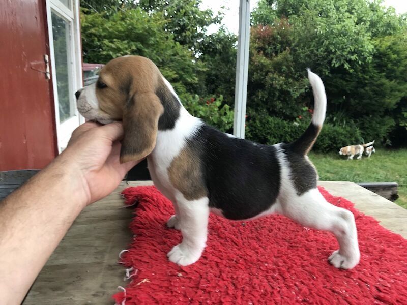 Beagle-Welpen zu verkaufen.