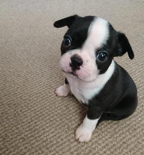 Gesunde Boston Terrier Welpen mit Papieren abzugeben.