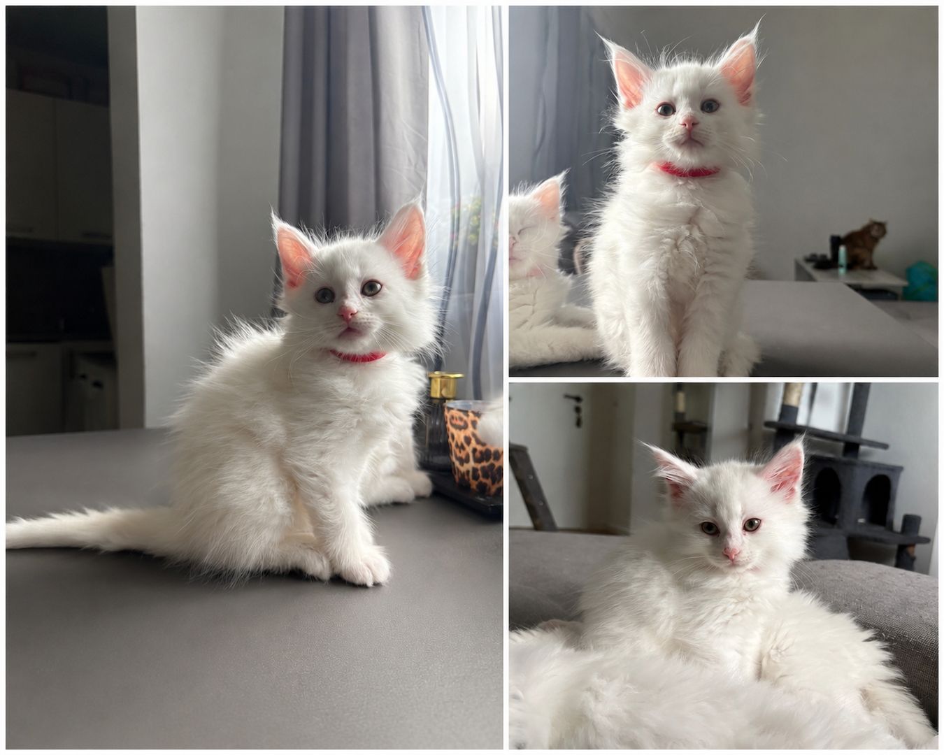 Wunderschöne Maine Coon Babykatzen