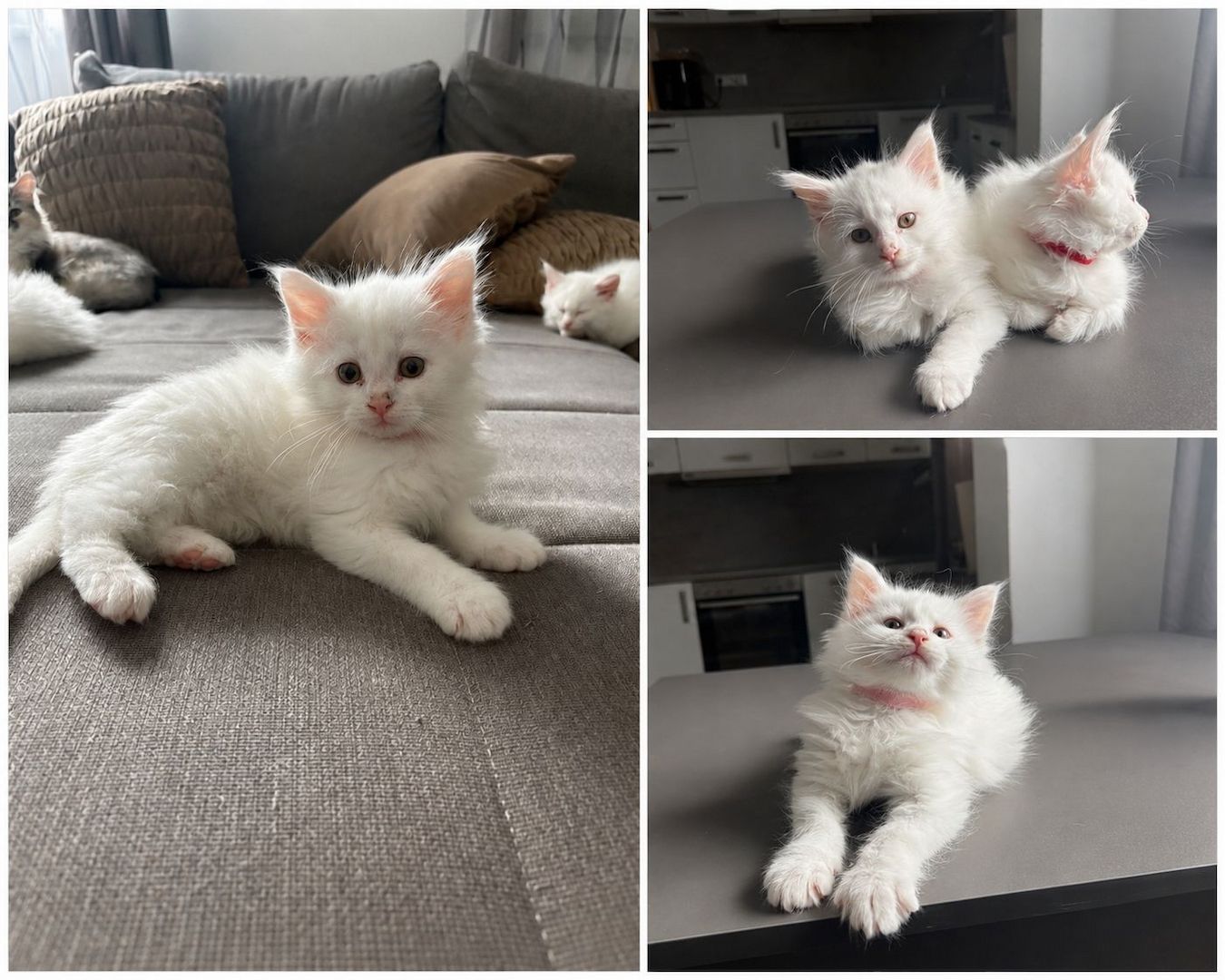 Wunderschöne Maine Coon Babykatzen