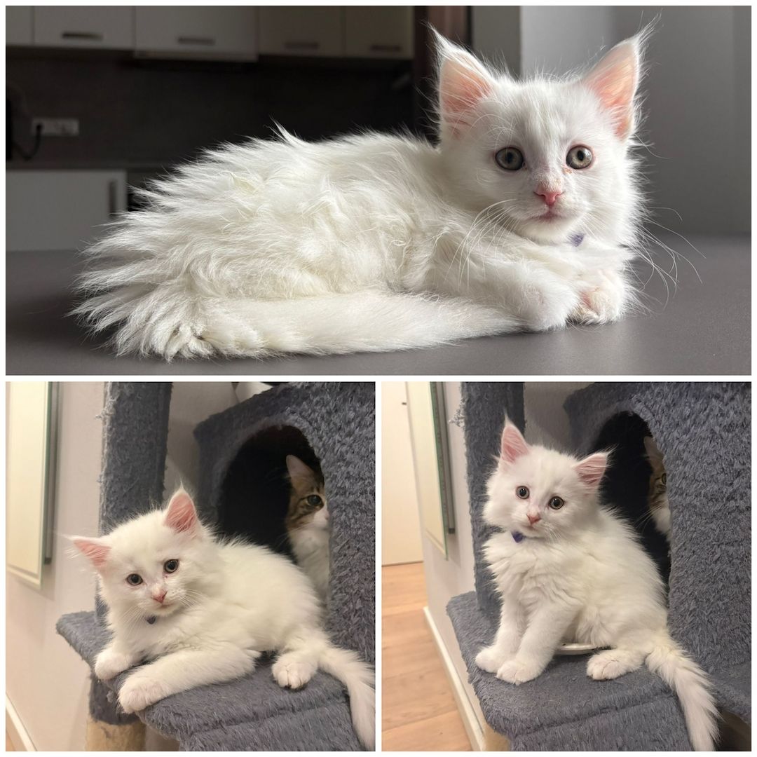 Wunderschöne Maine Coon Babykatzen