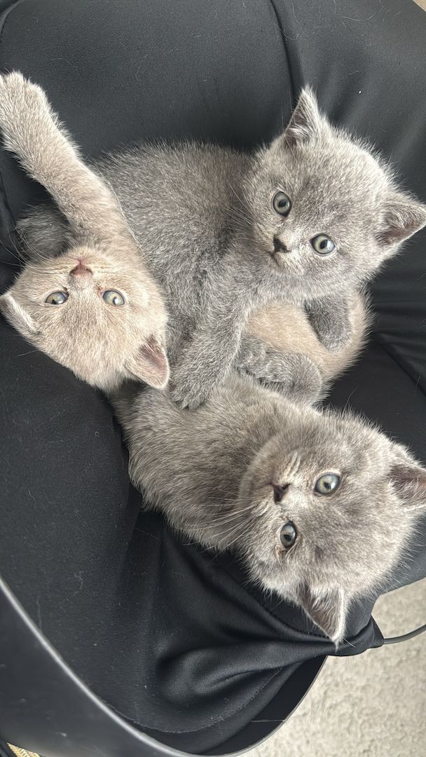 Reinrassige BKH kitten