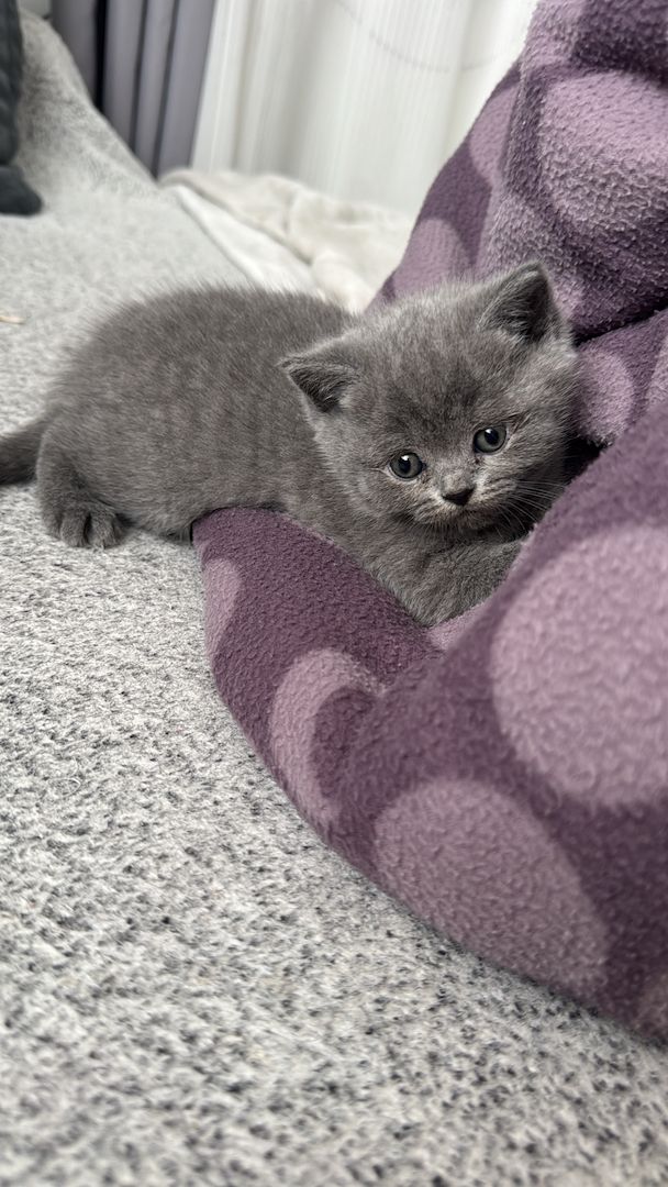 Reinrassige BKH kitten
