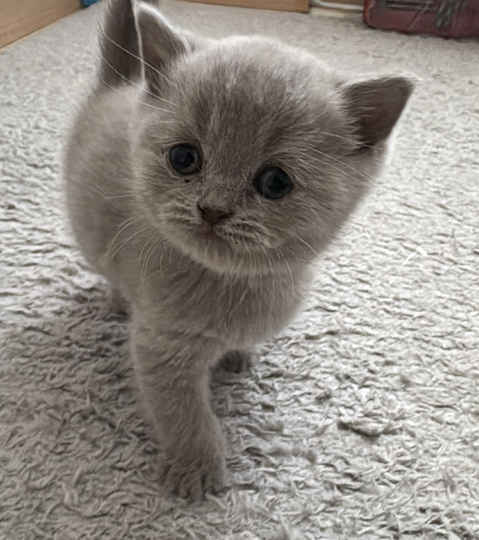 Reinrassige BKH kitten