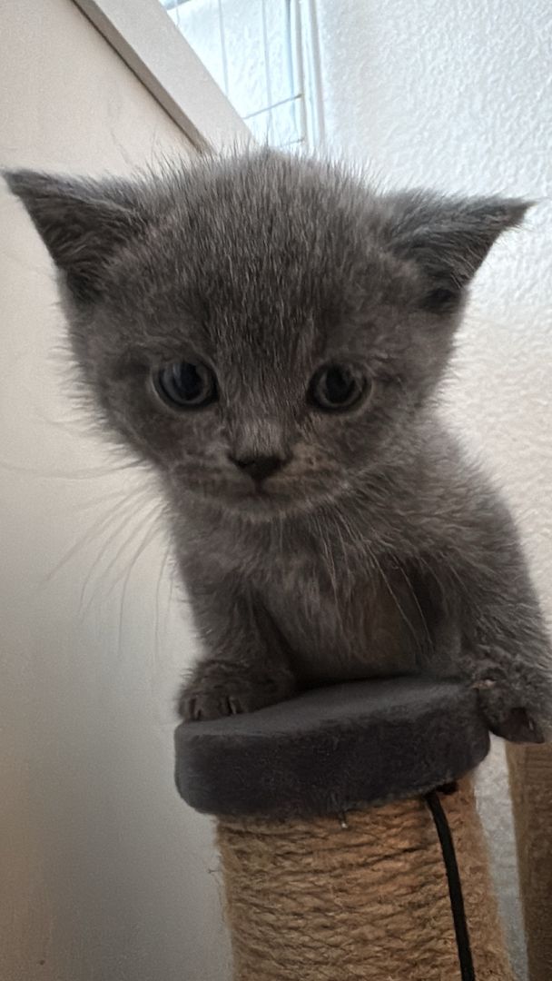 Reinrassige BKH kitten