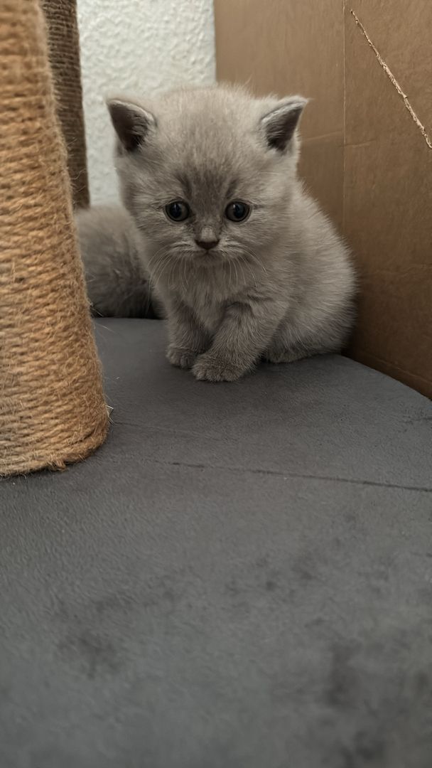 Reinrassige BKH kitten