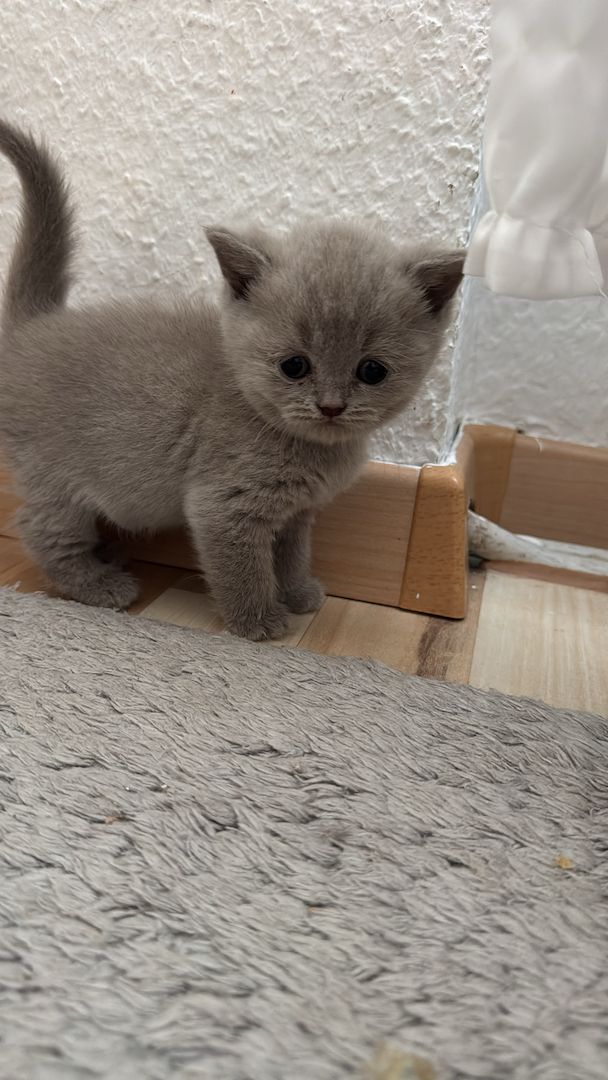 Reinrassige BKH kitten