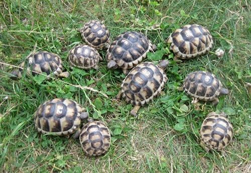 Breitrandschildkröten NZ 2021 bis 2025,weiblich erbrütet, Landschildkröten