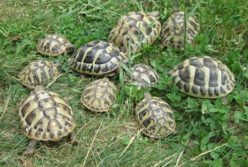 Griechische Landschildkröten NZ 2023 bis 2025, weiblich erbrütet, Landschildkröten